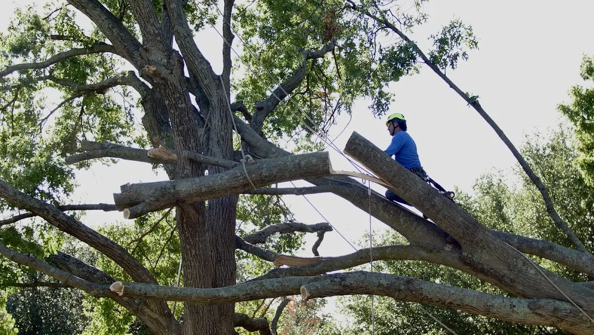 Professional Hazardous Tree Removal performed by certified arborists in Utica